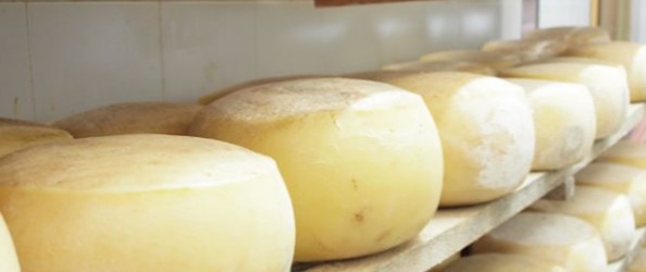 cheese