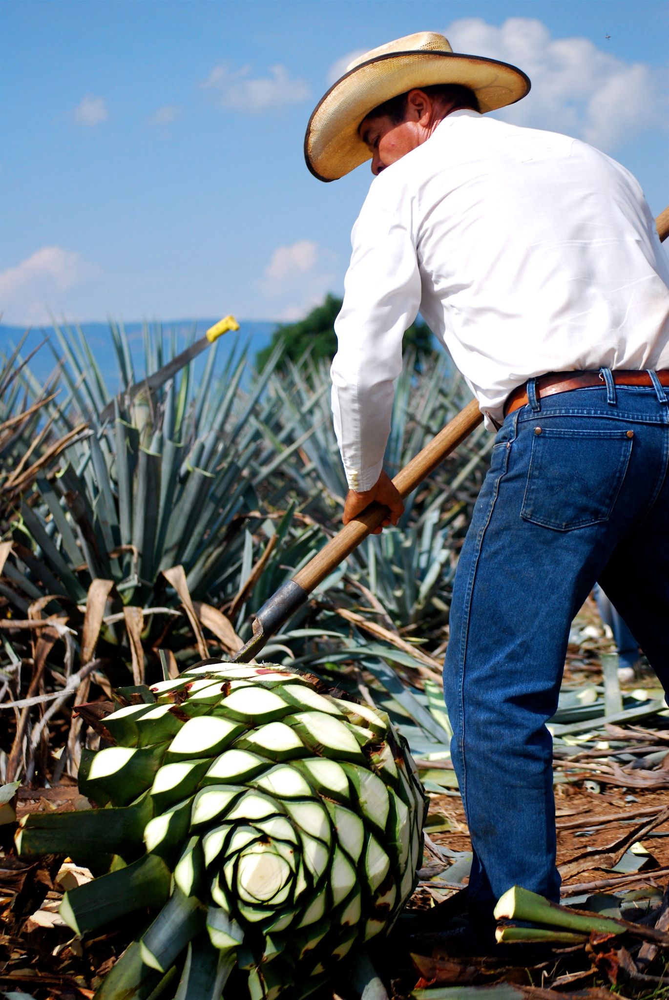 Mezcal More than Tequila Science Meets Food