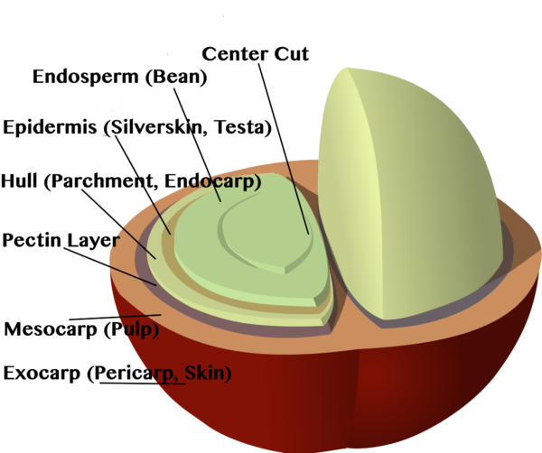 Coffee Flavors Science Meets Food
