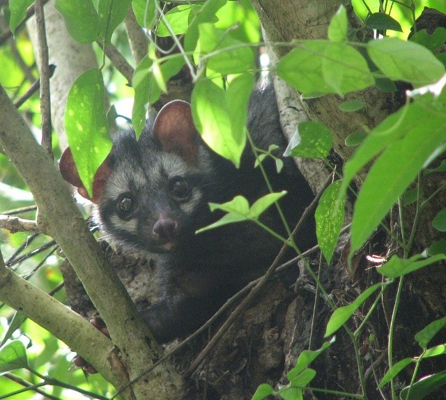 What Is Kopi Luwak And Why Is It So Expensive Food Chemistry Science Meets Food