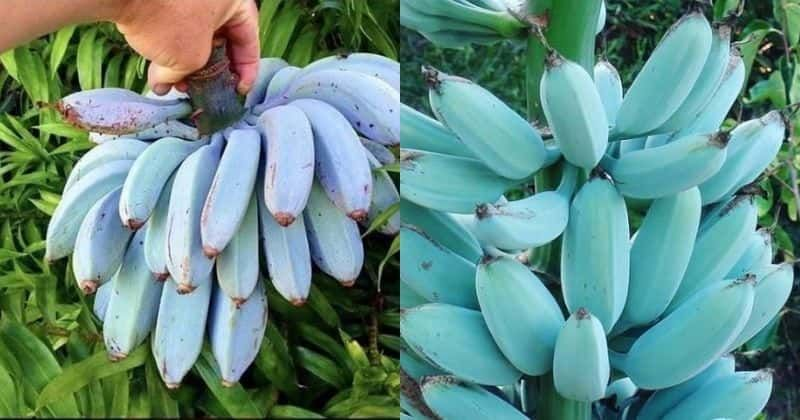 blue java banana