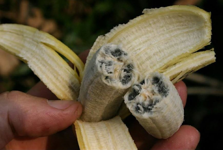 How Do Bananas Grow From Seeds