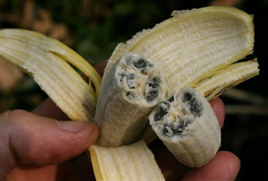 all about banana croton plant seeds germination storage and sowing